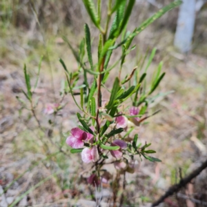 Dodonaea viscosa at O'Malley, ACT - 17 Oct 2023