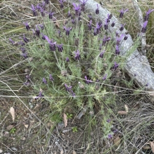 Lavandula stoechas at Aranda, ACT - 25 Oct 2023