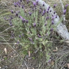 Lavandula stoechas (Spanish Lavender or Topped Lavender) at Aranda, ACT - 25 Oct 2023 by lbradley