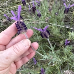 Lavandula stoechas at Aranda, ACT - 25 Oct 2023