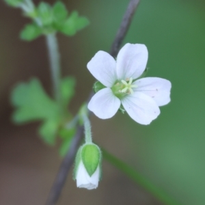 Geranium potentilloides var. potentilloides at Yackandandah, VIC - 22 Oct 2023 09:17 AM