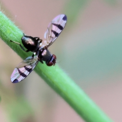 Rivellia sp. (genus) at Yackandandah, VIC - 22 Oct 2023 by KylieWaldon