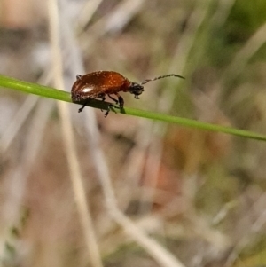 Ecnolagria grandis at Canberra Central, ACT - 23 Oct 2023