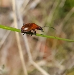 Ecnolagria grandis at Canberra Central, ACT - 23 Oct 2023 11:21 AM