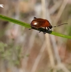 Ecnolagria grandis at Canberra Central, ACT - 23 Oct 2023