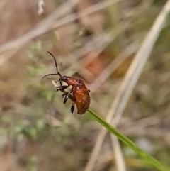 Ecnolagria grandis at Canberra Central, ACT - 23 Oct 2023 11:21 AM