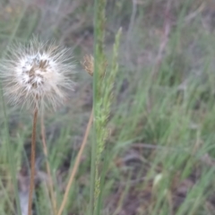 Microseris walteri (Yam Daisy, Murnong) at Mount Majura - 21 Oct 2023 by Berlge