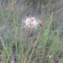 Microseris walteri at Majura, ACT - 22 Oct 2023