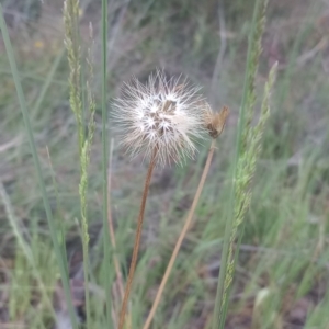 Microseris walteri at Majura, ACT - suppressed