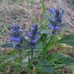 Ajuga australis (Austral Bugle) at Mount Majura - 21 Oct 2023 by Berlge