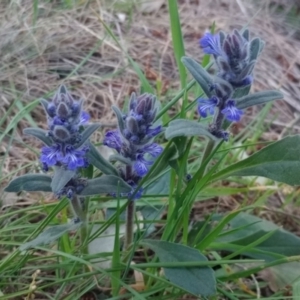 Ajuga australis at Majura, ACT - 22 Oct 2023 06:56 AM