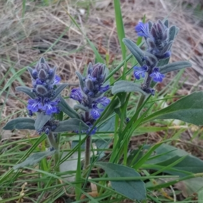 Ajuga australis (Austral Bugle) at Majura, ACT - 22 Oct 2023 by Berlge