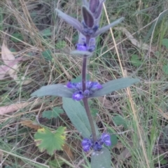 Ajuga australis at Majura, ACT - 22 Oct 2023 06:56 AM