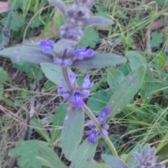 Ajuga australis at Majura, ACT - 22 Oct 2023 06:56 AM