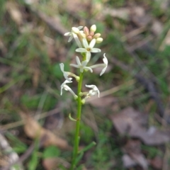 Stackhousia monogyna (Creamy Candles) at Micalong Gorge - 22 Oct 2023 by brettguy80