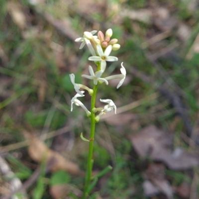 Stackhousia monogyna (Creamy Candles) at Wee Jasper, NSW - 22 Oct 2023 by Wildlifewarrior80