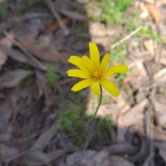 Microseris walteri (Yam Daisy, Murnong) at Micalong Gorge - 22 Oct 2023 by brettguy80