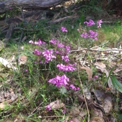 Tetratheca bauerifolia (Heath Pink-bells) at Micalong Gorge - 22 Oct 2023 by brettguy80