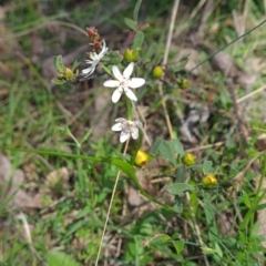 Wurmbea dioica subsp. dioica (Early Nancy) at Wee Jasper, NSW - 22 Oct 2023 by Wildlifewarrior80