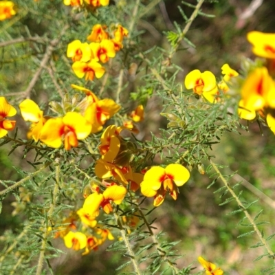 Dillwynia phylicoides (A Parrot-pea) at Wee Jasper, NSW - 21 Oct 2023 by brettguy80