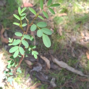 Indigofera australis subsp. australis at Wee Jasper, NSW - 22 Oct 2023