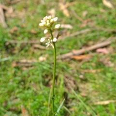 Stackhousia monogyna (Creamy Candles) at Micalong Gorge - 21 Oct 2023 by brettguy80