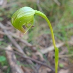 Pterostylis nutans (Nodding Greenhood) at Micalong Gorge - 21 Oct 2023 by brettguy80