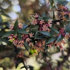 Acrotriche leucocarpa at Captains Flat, NSW - 3 Sep 2023