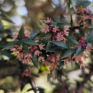 Acrotriche leucocarpa at Captains Flat, NSW - 3 Sep 2023