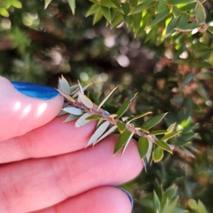 Acrotriche leucocarpa at Captains Flat, NSW - 3 Sep 2023