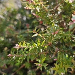 Acrotriche leucocarpa at Captains Flat, NSW - 3 Sep 2023