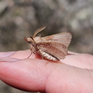 Pararguda (genus) at Captains Flat, NSW - 25 Oct 2023 01:43 PM