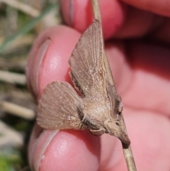 Pararguda (genus) at Captains Flat, NSW - 25 Oct 2023 01:43 PM