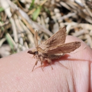 Pararguda (genus) at Captains Flat, NSW - 25 Oct 2023 01:43 PM