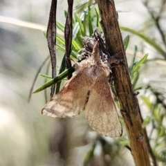 Pararguda (genus) at Captains Flat, NSW - 25 Oct 2023 01:43 PM