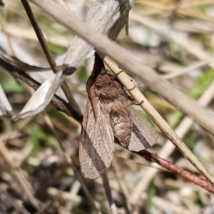 Pararguda (genus) at Captains Flat, NSW - 25 Oct 2023 01:43 PM