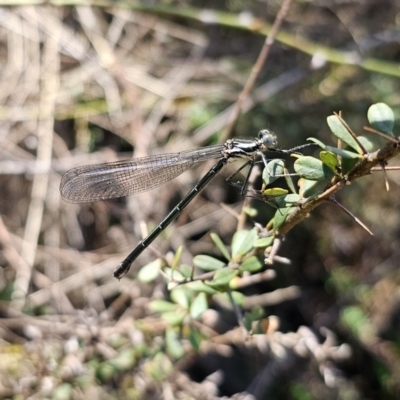 Austroargiolestes icteromelas (Common Flatwing) at QPRC LGA - 25 Oct 2023 by Csteele4