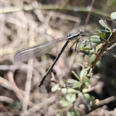 Austroargiolestes icteromelas at QPRC LGA - 25 Oct 2023