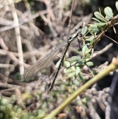 Austroargiolestes icteromelas at QPRC LGA - 25 Oct 2023