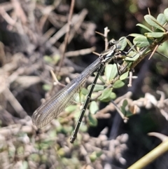 Austroargiolestes icteromelas at QPRC LGA - 25 Oct 2023 01:45 PM