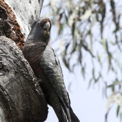 Callocephalon fimbriatum (Gang-gang Cockatoo) at Acton, ACT - 23 Oct 2023 by AlisonMilton