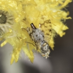 Austrotephritis sp. (genus) (Fruit fly or Seed fly) at Blue Devil Grassland, Umbagong Park (BDG) - 23 Oct 2023 by kasiaaus