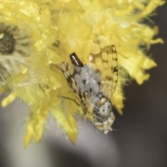 Austrotephritis sp. (genus) (Fruit fly or Seed fly) at Latham, ACT - 24 Oct 2023 by kasiaaus