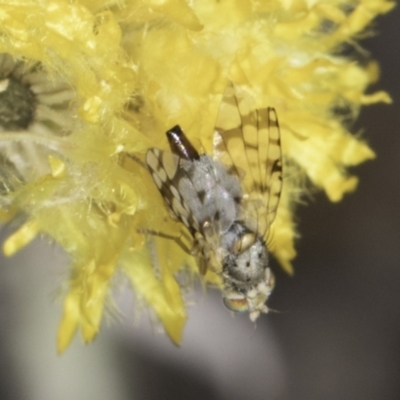 Austrotephritis sp. (genus) (Fruit fly or Seed fly) at Umbagong District Park - 23 Oct 2023 by kasiaaus