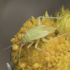 Hemiptera (order) at Blue Devil Grassland, Umbagong Park (BDG) - 24 Oct 2023