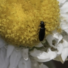 Dasytinae (subfamily) (Soft-winged flower beetle) at Blue Devil Grassland, Umbagong Park (BDG) - 23 Oct 2023 by kasiaaus