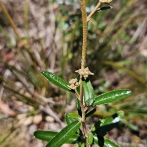 Astrotricha ledifolia at Cotter River, ACT - 25 Oct 2023 11:53 AM