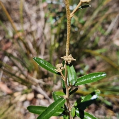 Astrotricha ledifolia (Common Star-hair) at Cotter River, ACT - 25 Oct 2023 by BethanyDunne