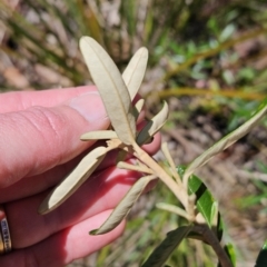 Astrotricha ledifolia at Cotter River, ACT - 25 Oct 2023