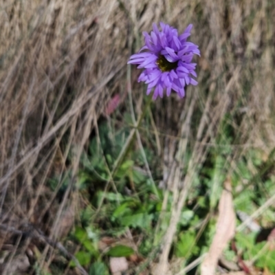 Brachyscome spathulata (Coarse Daisy, Spoon-leaved Daisy) at Cotter River, ACT - 25 Oct 2023 by BethanyDunne